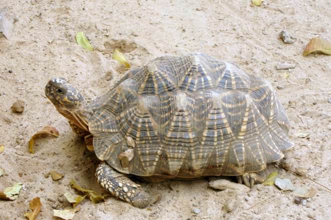 Tortoise