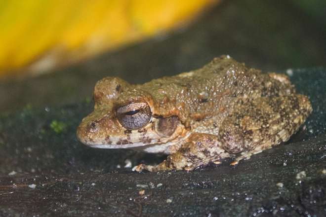 Amphibian