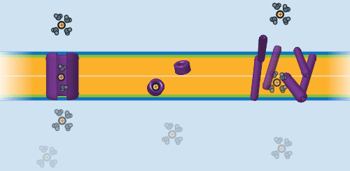 Three different mechanisms for passive transport in bilayer membranes. Left: ion channel (through a defined trajectory); center: ionophore/carrier (the transporter physical diffuses through with the ion); right: detergent (non-specific membrane disruption).