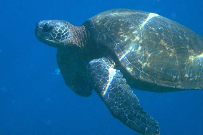 Turtle