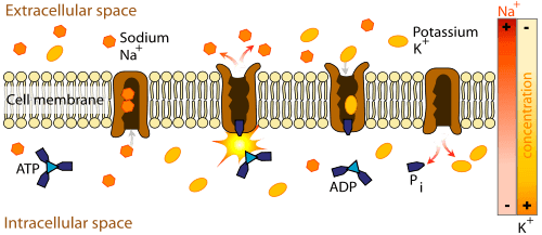 Example of primary active transport, where energy from hydrolysis of ATP is directly coupled to the movement of a specific substance across a membrane independent of any other species.