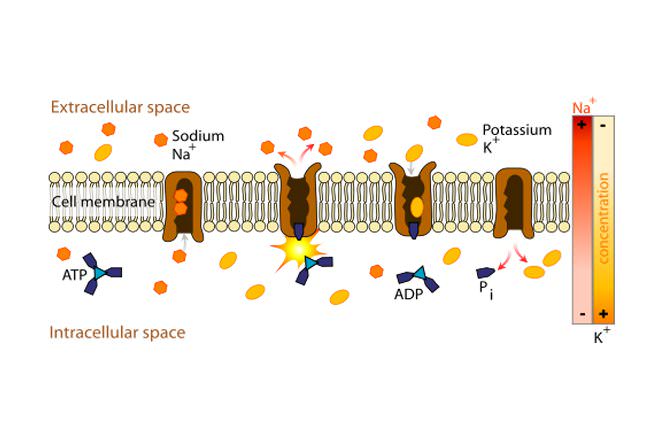 Active Transport