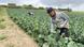 Portugal Arbeiter aus Asien sind vor allem in Portugals Landwirtschaft Portugal Arbeiter aus Asien sind vor allem in Portugals Landwirtschaft