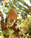 COS-RedshoulderedHawk-SandraSinger_small