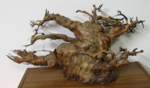 bonsai root