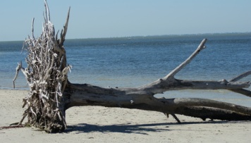 single tree by andazi