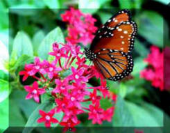 Queen_butterfly_on_Penta