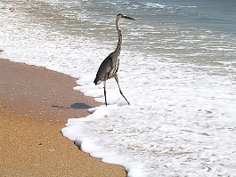 great blue heron