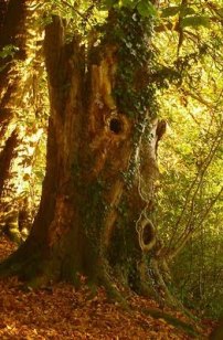 283528-13-tree-man
