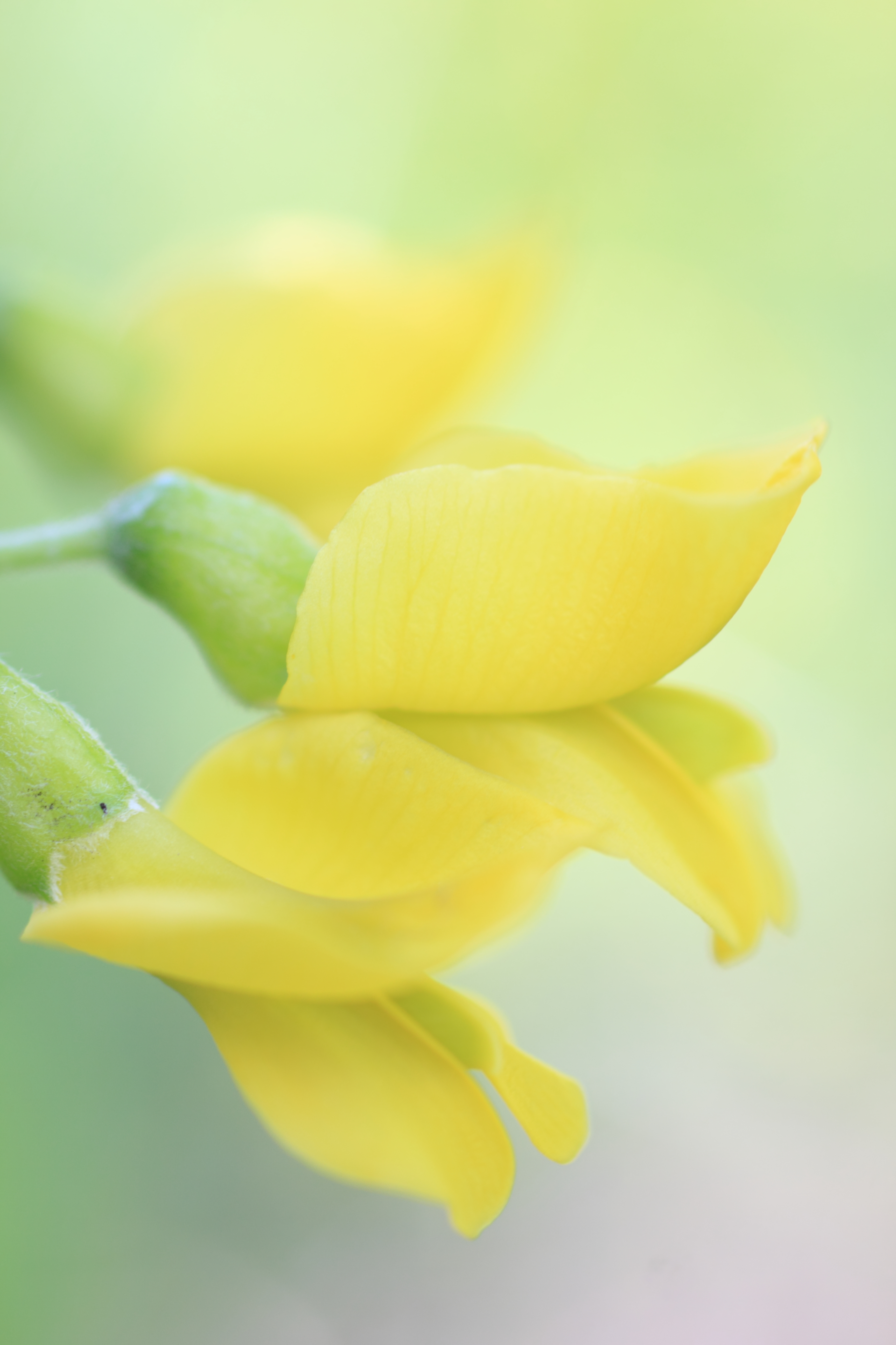 Caragana Flower Blooom FRichard St. Barbe Baker Afforestation Area. Saskatoon, SK CA