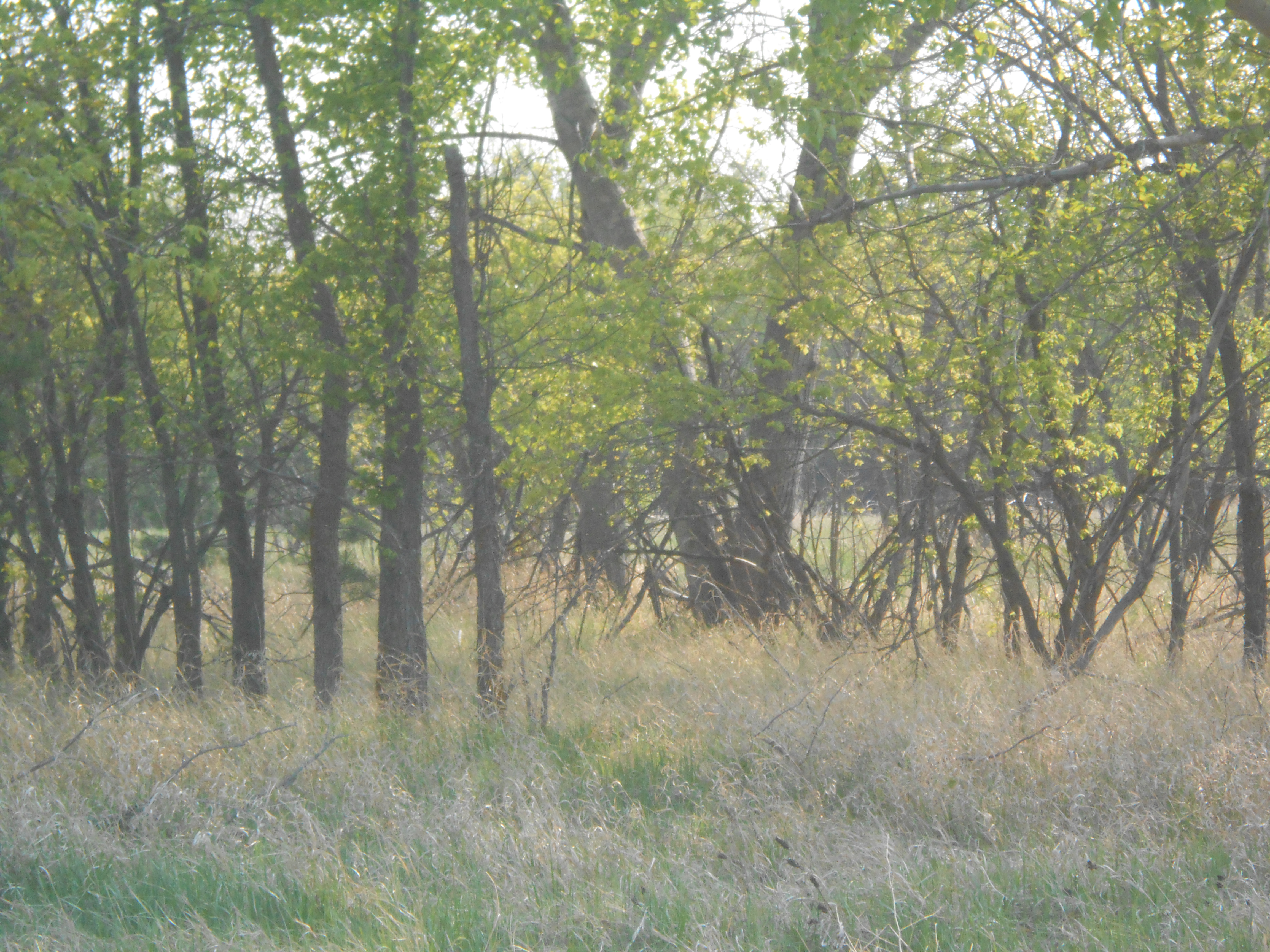 Richard St. Barbe Baker Afforestation Area, West Swale Saskatoon, Saskatchewan, Canada