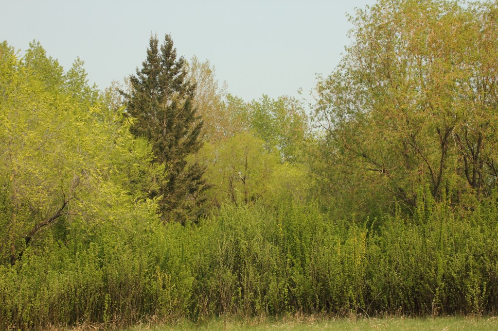 Richard St. Barbe Baker Afforestation Area. Saskatoon, SK, CA