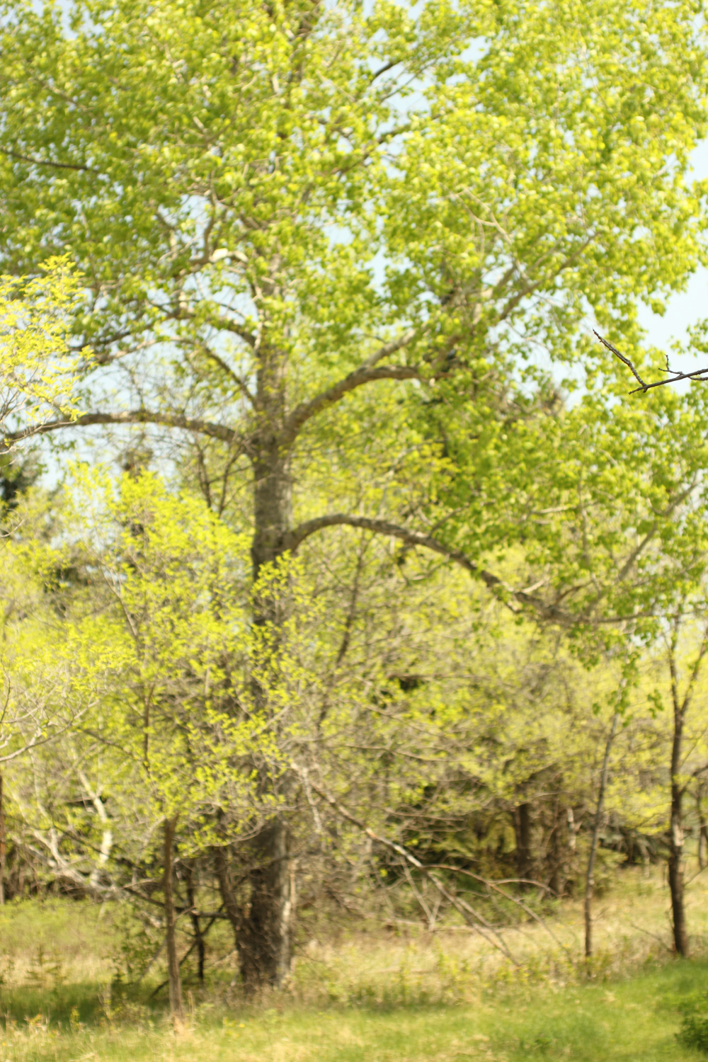 Richard St. Barbe Baker Afforestation Area, Saskatoon, Saskatchewan, Canada