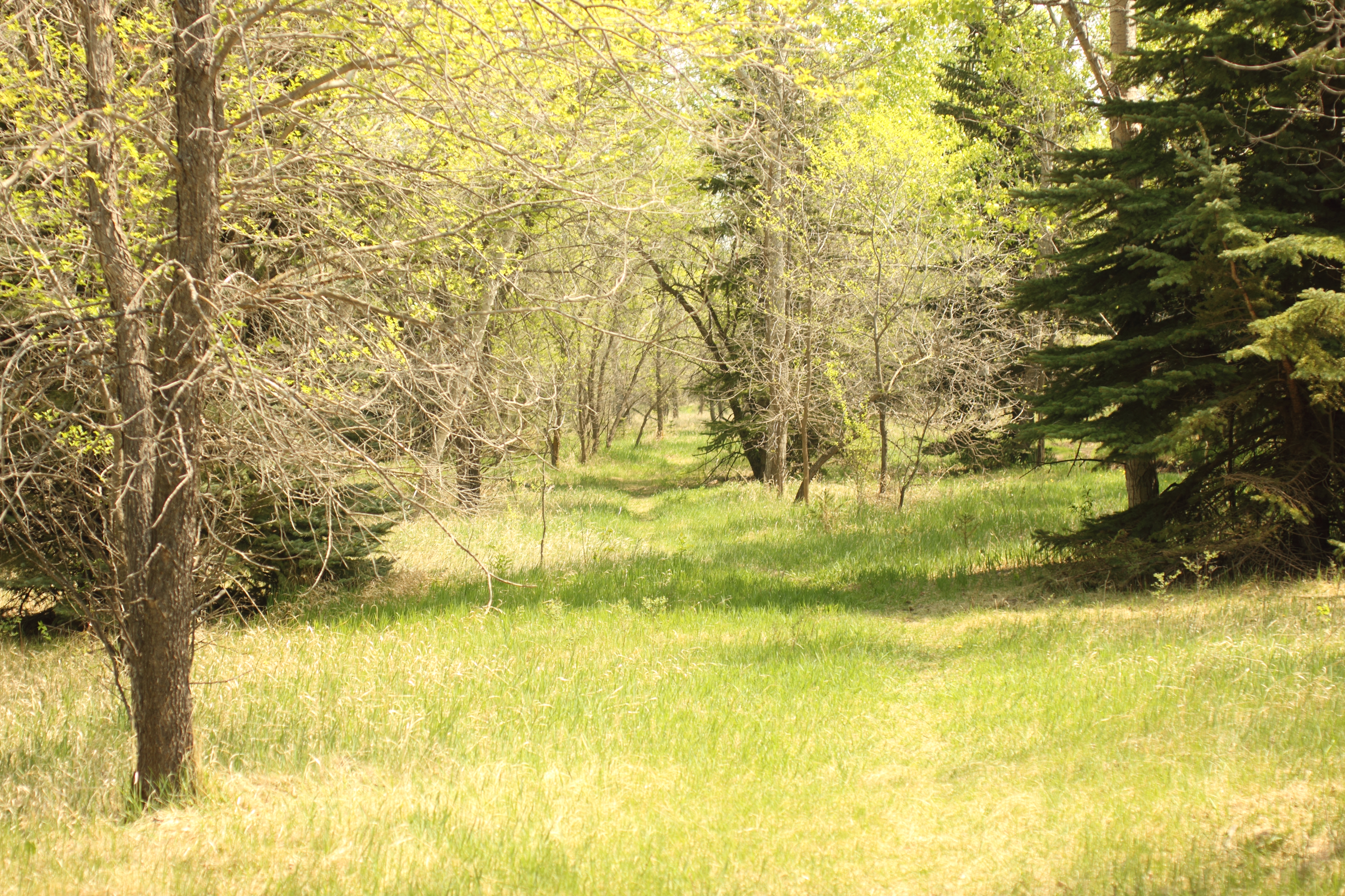Richard St. Barbe Baker Afforestation Area Spring time