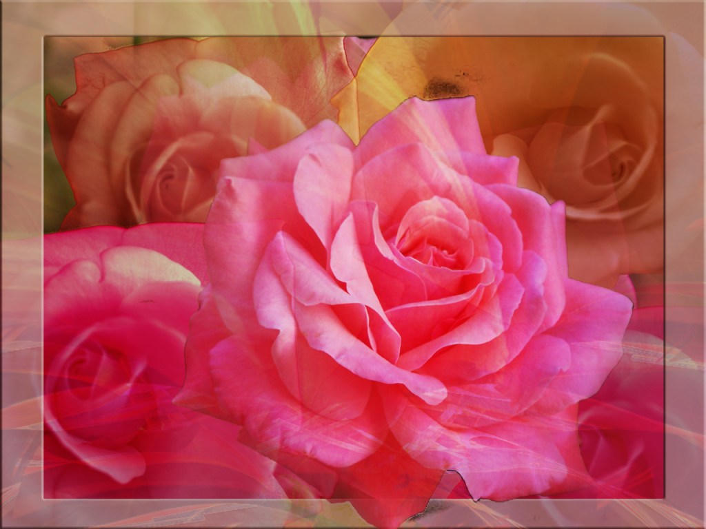 Roses in appreciation of the Richard St. Barbe Baker Afforestation Area and George Genereux Urban Regional park Saskatoon, SK, CA