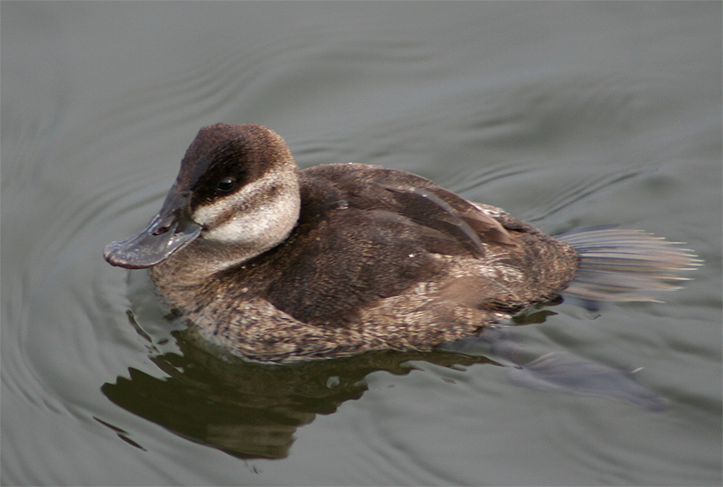 Ruddy Duck in the West Swale Wetlands (Chappel Marsh) One of the only locales in Saskatchewan to sight the Ruddy Duck. Richard St. Barbe Baker Afforestation Area, Saskatoon, SK, CA