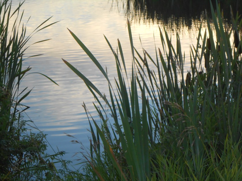 Richard St. Barbe Baker Afforestation Area and West Swale Wetlands , Saskatoon, Saskatchewan