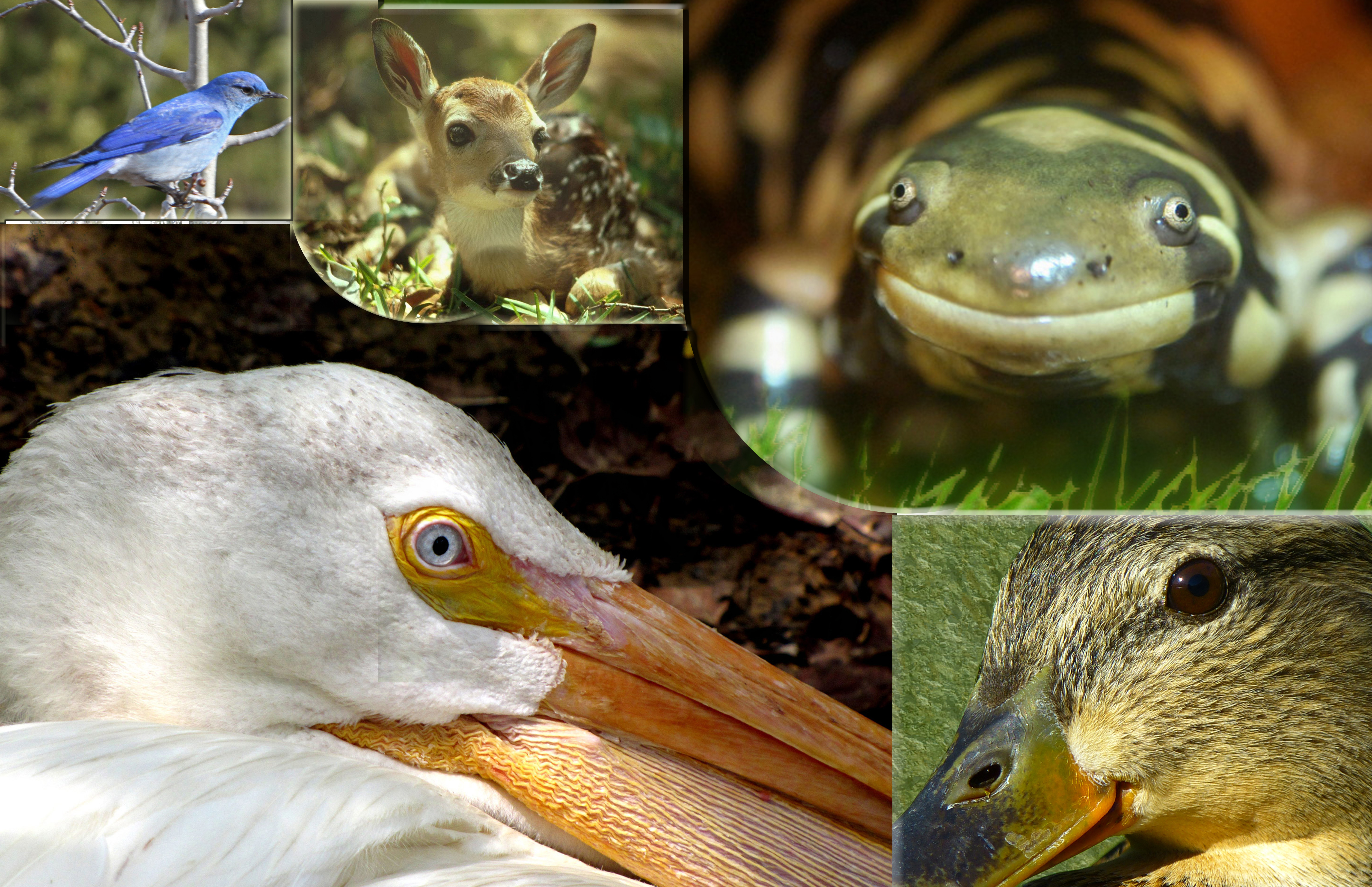West Swale and Richard St. Barbe Baker AFforestation Area wildlife Urban Forest Semi-Wilderness Area. Mountain Bluebird, White Tailed Deer Fawn. Barred Tiger Salamander or western tiger salamander. American Pelican, Mallard Duckling