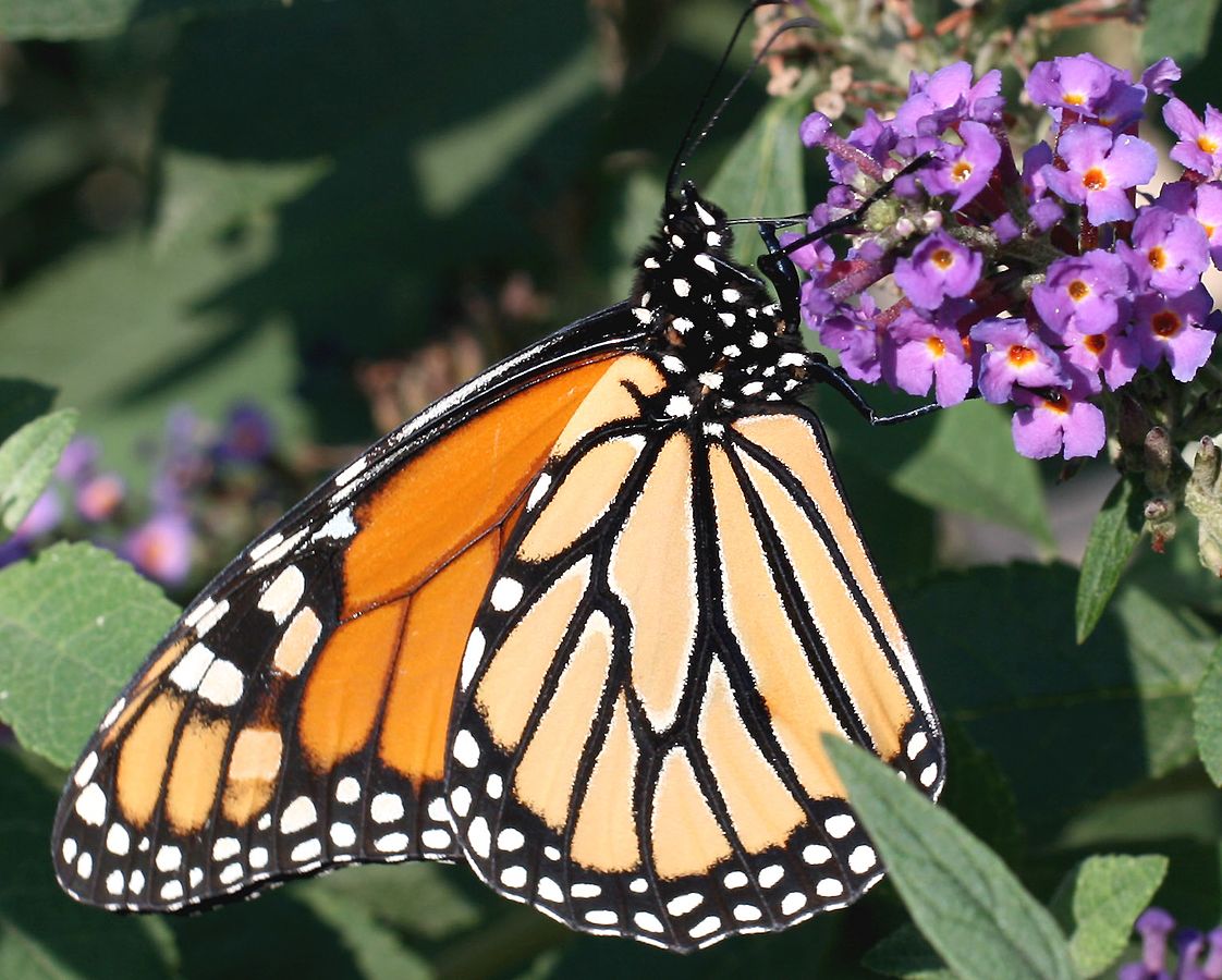Monarch Butterfly (Danaus plexippus)