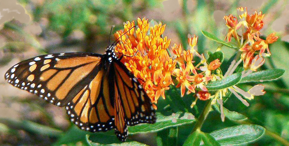 Milkweed with Monarch Buttefly (Danaus plexippus)