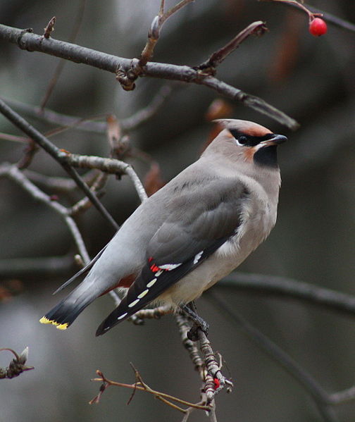 Bohemian Wwaxwing Bbombycilla Ggarrulus