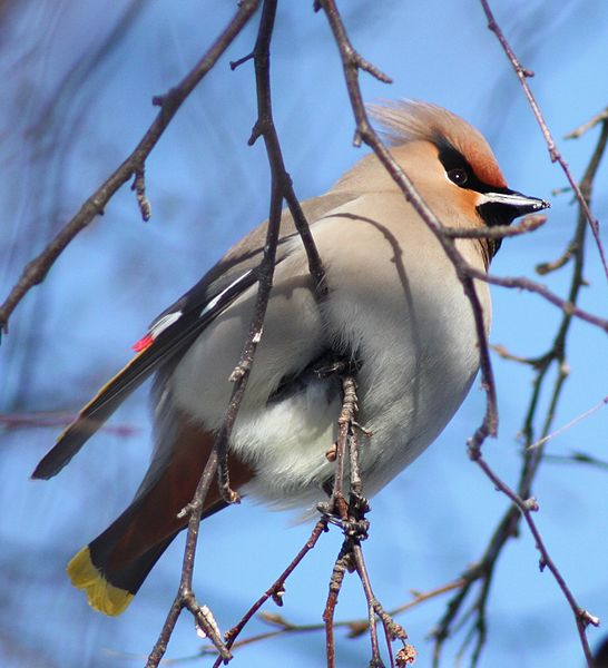 Bohemian Wwaxwing Bbombycilla Ggarrulus