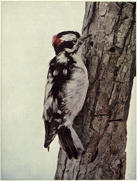 Downy Woodpecker (Male) Dryobates pubescens