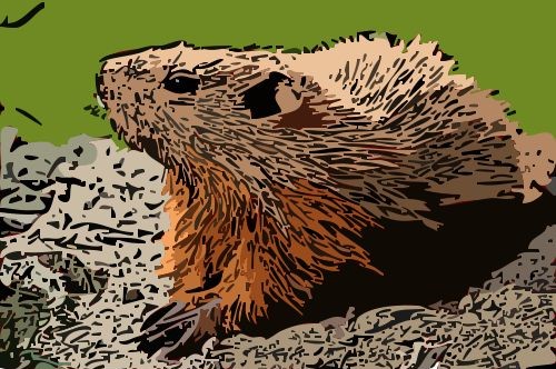 Groundhog - Marmota Monax Adapted from an image courtesy Cephas_CCxSA3-0