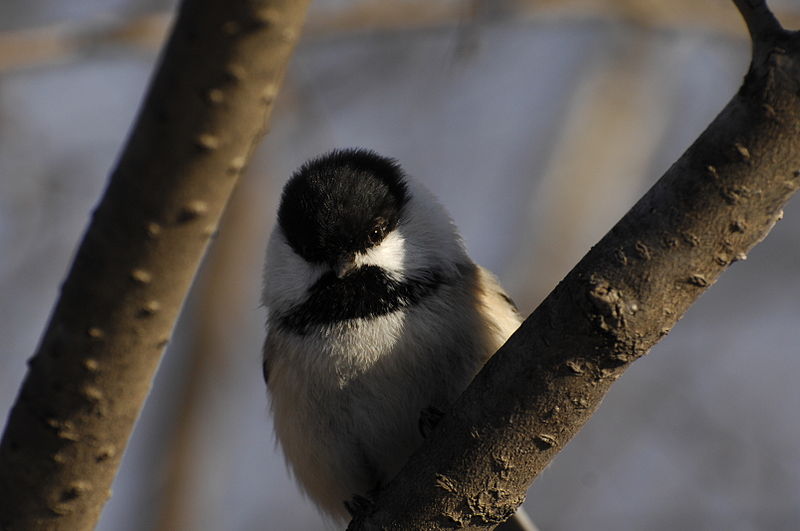 Poecile atricapillus Black Capped Chickadee