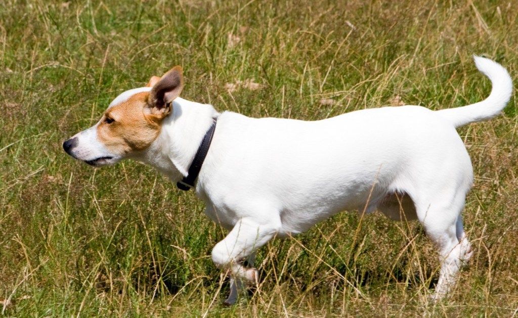 DOG WALKING