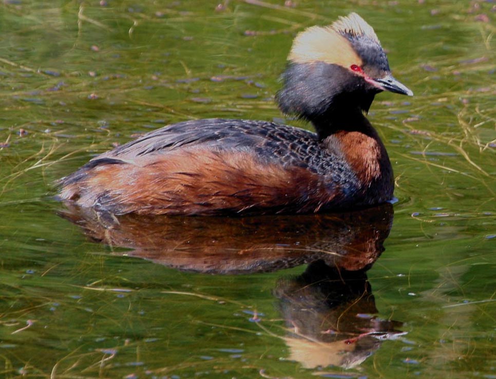Horned Grebe Podiceps Auritus breeding colours