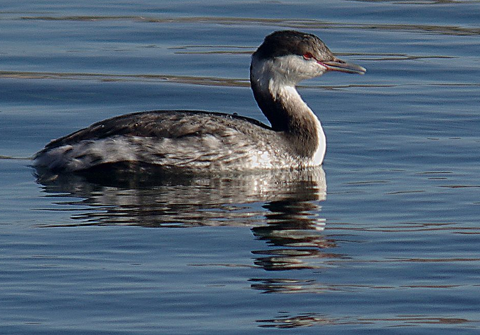 Horned Grebe Podiceps Auritus
