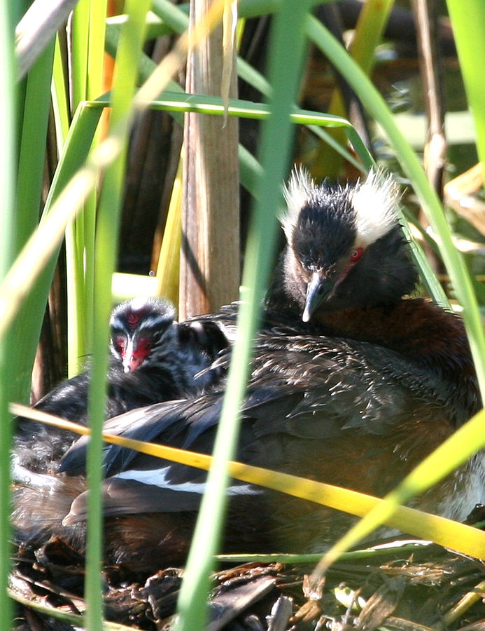 Horned Grebe Podiceps Auritus Nesting