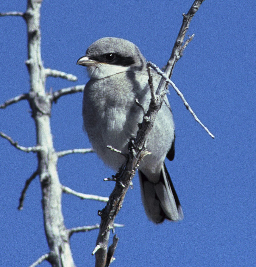 Loggerhead Shrike Lanius ludovicianus