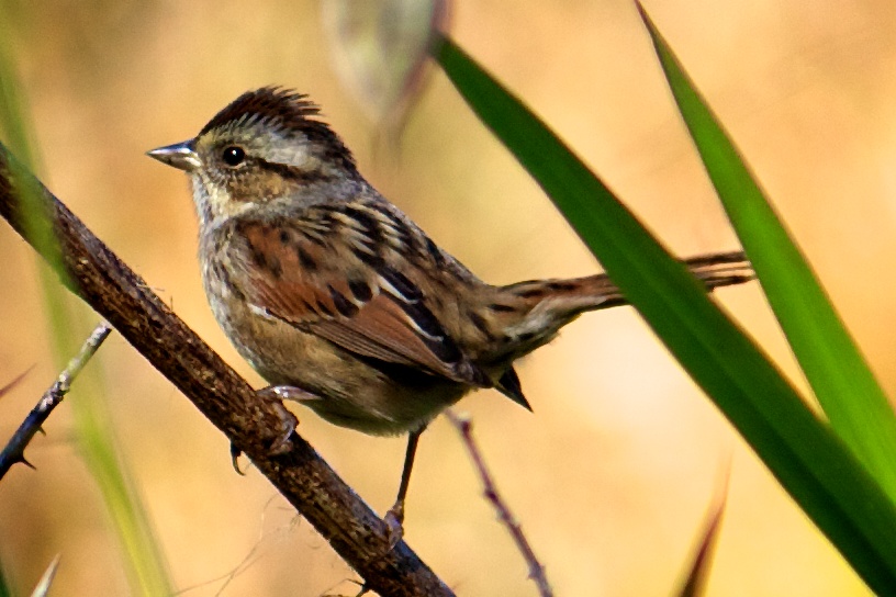 Swamp Sparrow (Melospiza georgiana)
