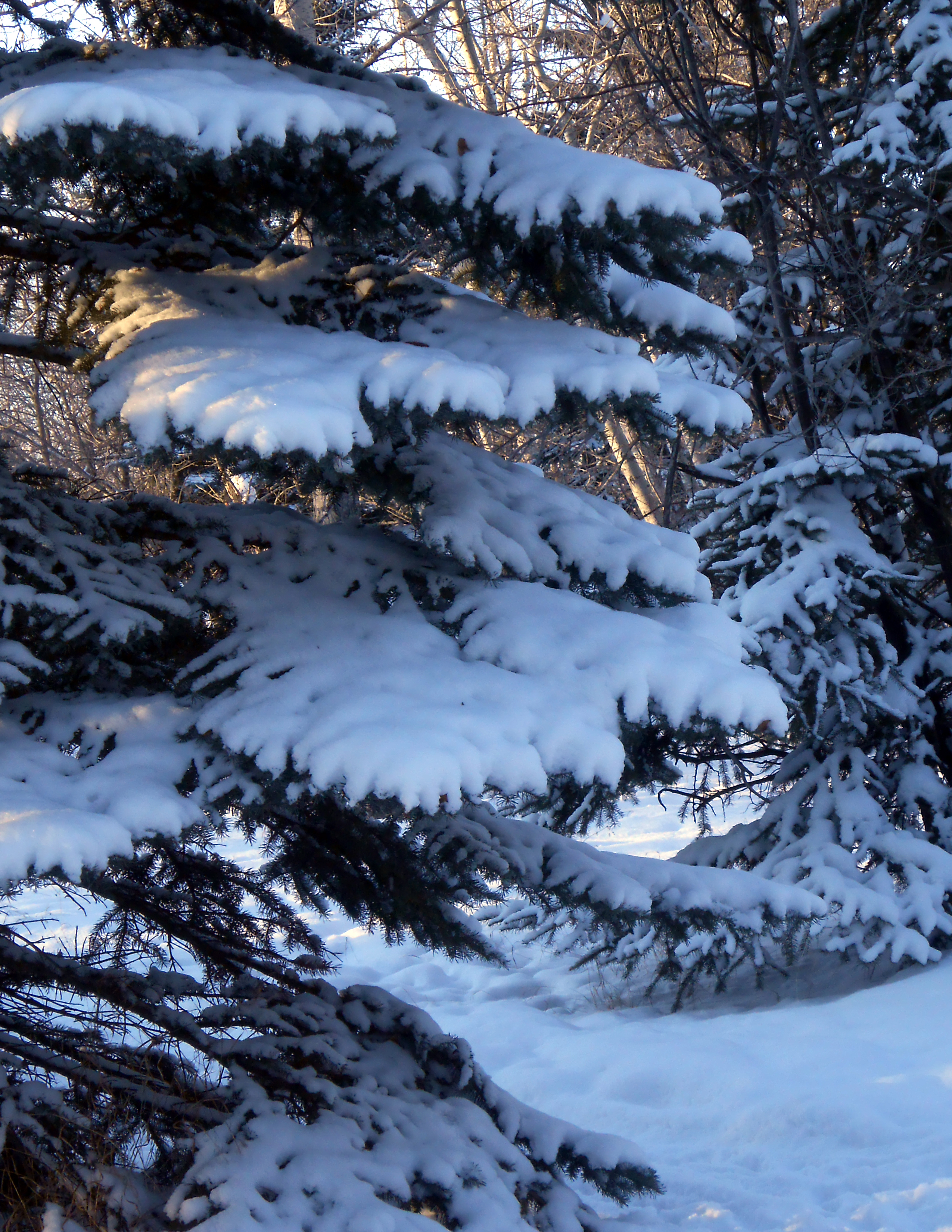 Colorado Blue Spruce Picea pungens in Winter