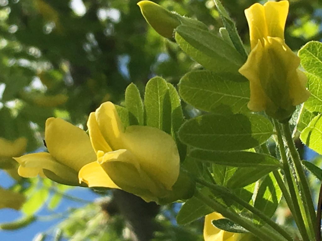 Caragana arborescens, the Siberian peashrub, Siberian pea-tree, or caragana blossom