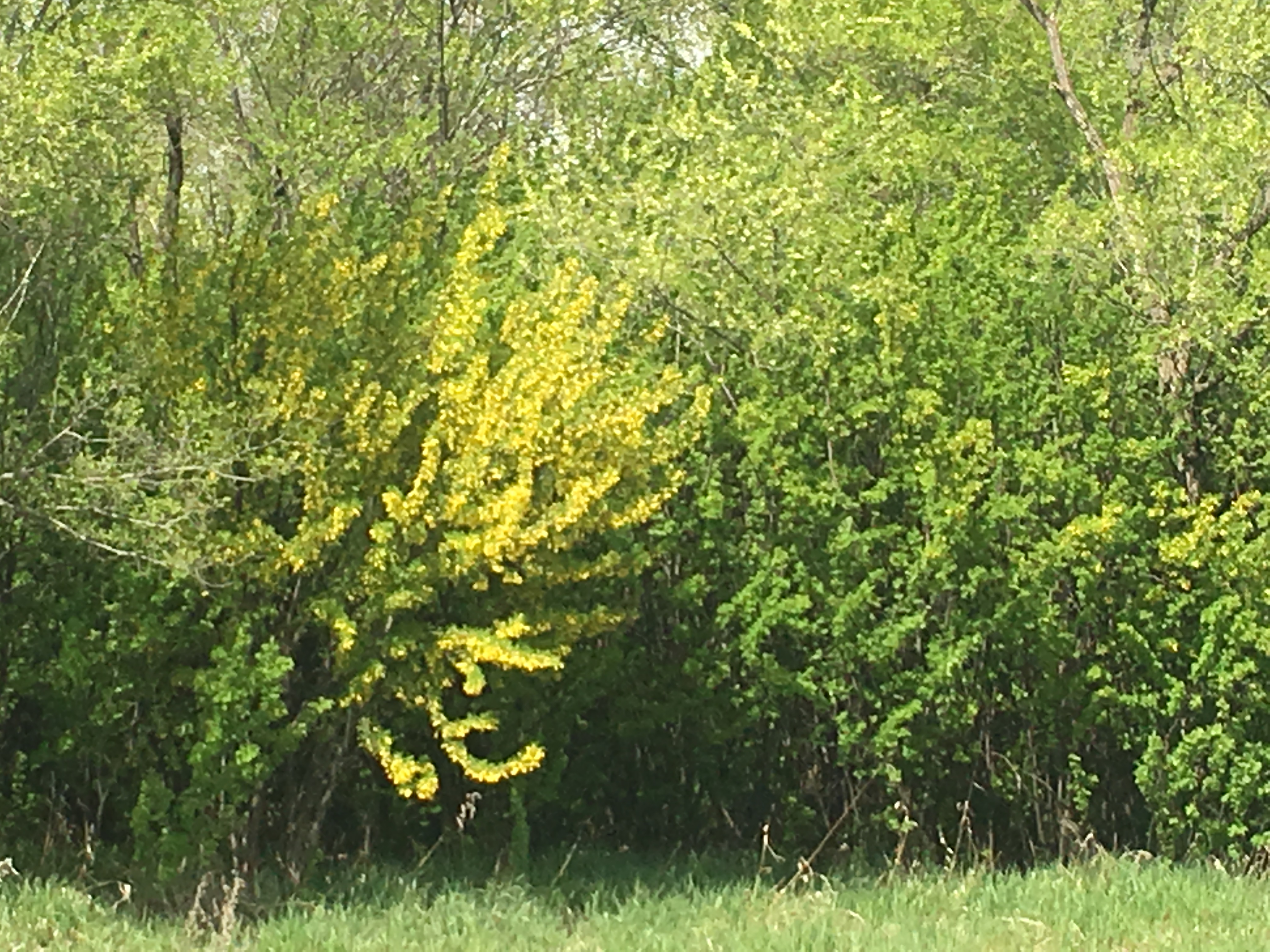 Caragana arborescens, the Siberian peashrub, Siberian pea-tree, or caragana