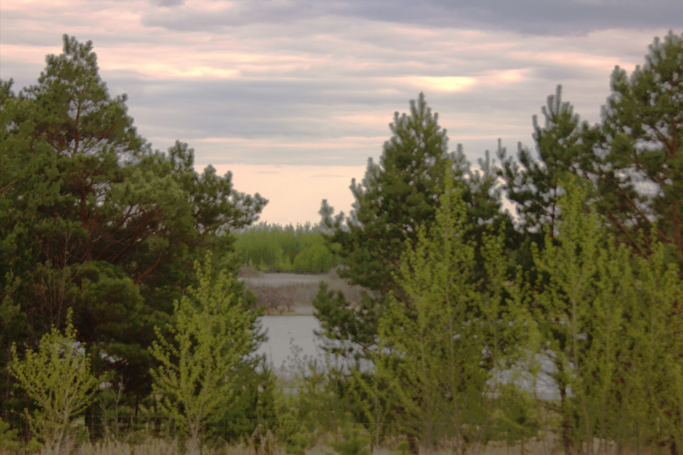 Spring Sunset Richard St. Barbe Baker Afforestation Area