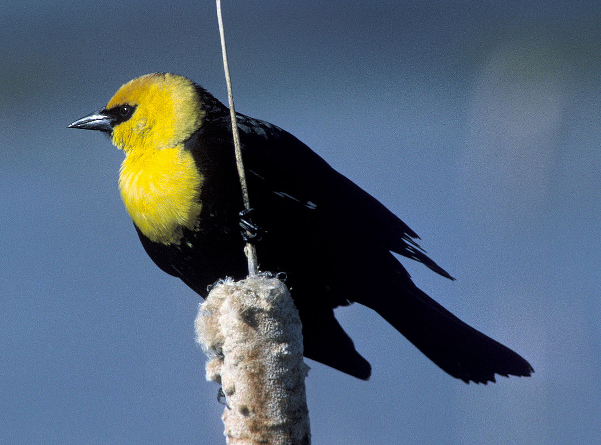 Yellow-headed Blackbird (Xanthocephalus xanthocephalus)