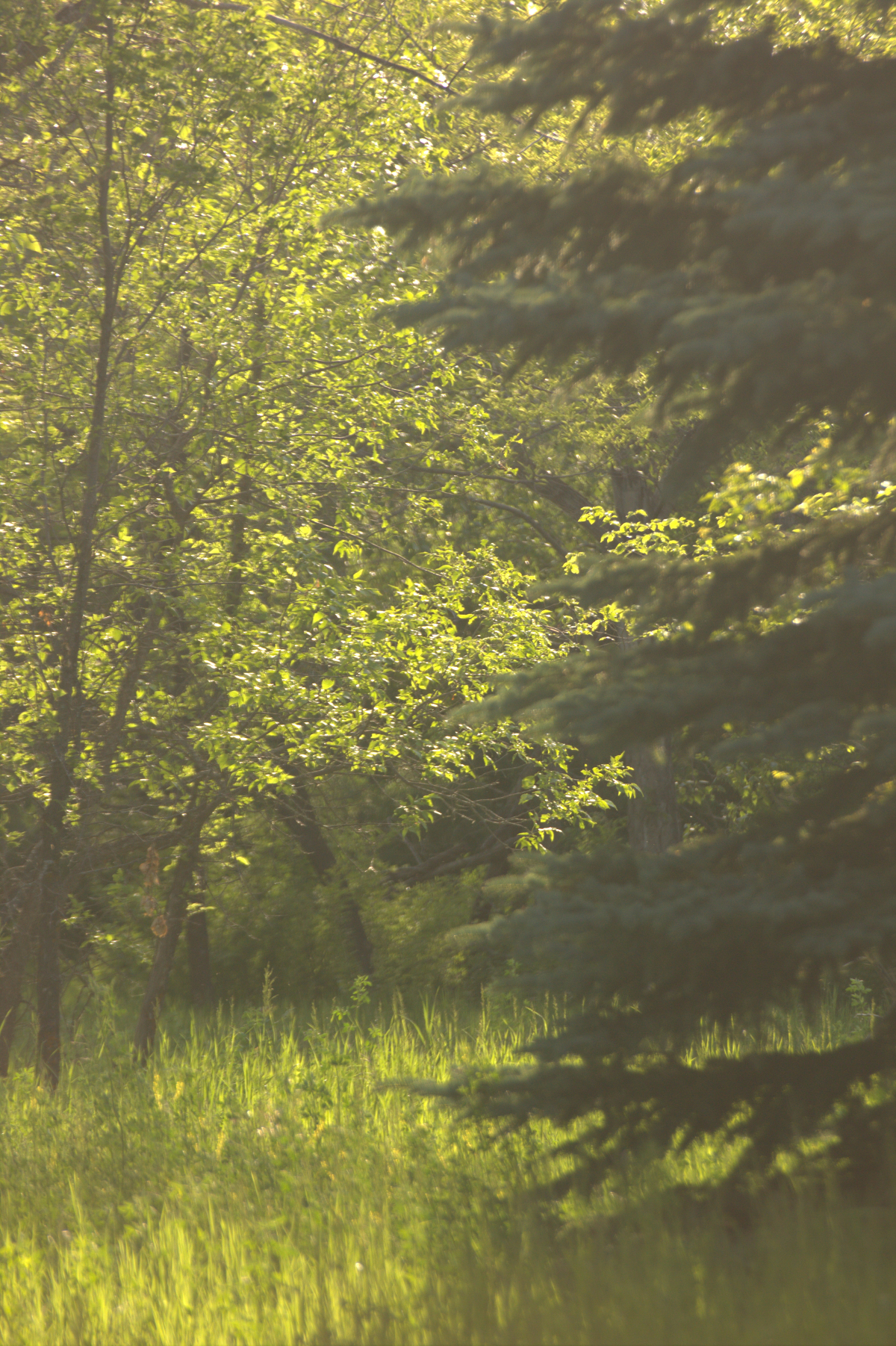 June_7787