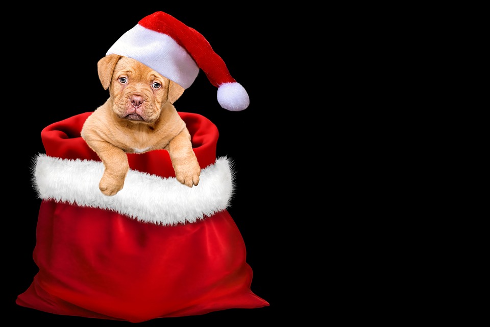 Christmas Puppy