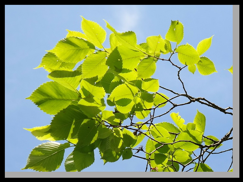 Elm Leaves