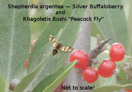 Rhagolitis Bushi New species of Tephritidae. Shepherdia argentea, commonly called silver buffaloberry bull berry, or thorny buffaloberry. CC-BY-SA-3.0 credit Julia Adamson