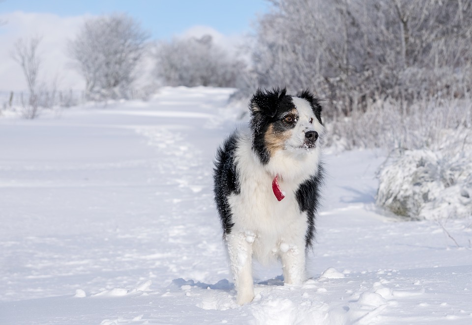 Protect your dog in the severe cold winter weather warnings.