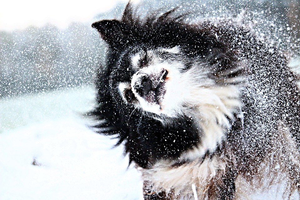 Protect your dog in the severe cold winter weather warnings.