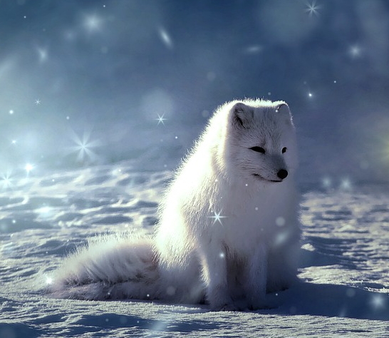 Protect your dog in the severe cold winter weather warnings.