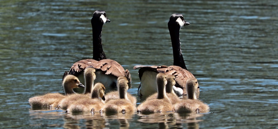 Branta canadensis Canada Goose