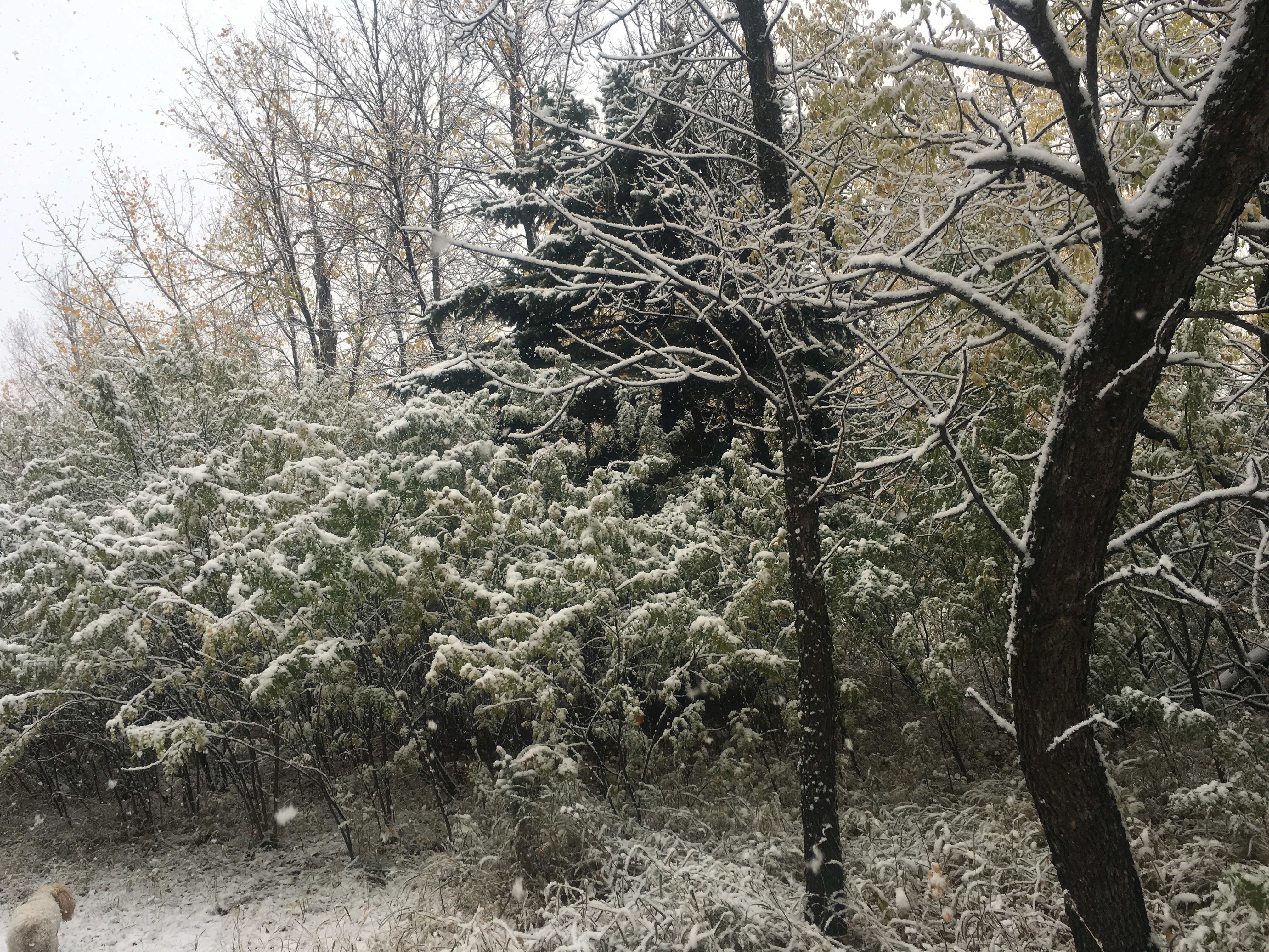 Snowfall Saturday September 22 2018 Richard St. Barbe Baker Afforestation Area Saskatoon, SK, CA