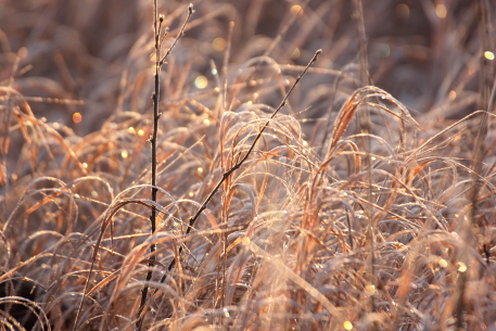 George Genereux Urban Regional Park, Saskatoon, Saskatchewan.